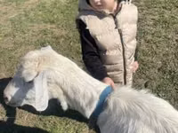 Capră, Alpine goat — foto 2