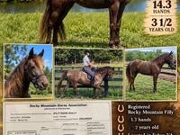 Toychoq, Rocky Mountain Horse — 1-rasm