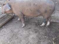 Eber, Schweine — Foto 1