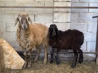 Carnero, Small-tailed Han sheep — foto 2