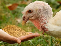Turkeys — foto 1
