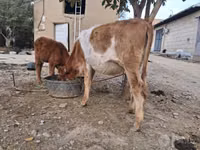 गाय, Simmental cattle — फ़ोटो 4