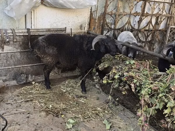 बकरियाँ (लॉट, लिंग निर्दिष्ट नहीं), बकरियाँ