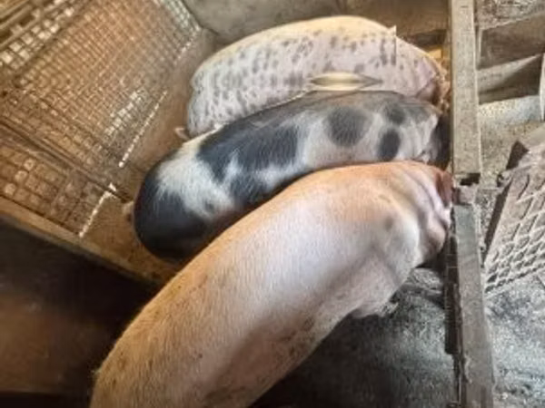 Säue, Schweine