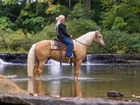 حصان, Palomino — الصورة 2