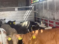 Bull, Cattle — photo 3