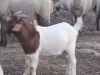 Billy Goat, Goats — photo 2
