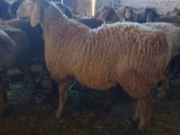 كبش, Arashan sheep — الصورة 1
