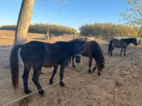 Cheval, Hucul pony — photo 8