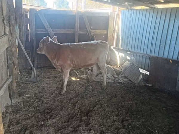 Bulle, Simmental cattle