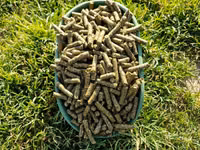 Lucernă granulata — photo 1