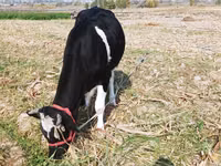 Kuh, Russian Black pied cattle — Foto 4