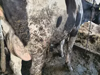 İnək, Russian Black pied cattle — foto 4