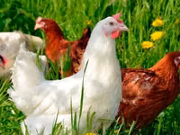 Chickens — الصورة 4