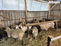 Bélier, Merino sheep — photo 1