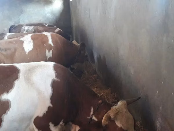Cow, Red-spotted breed