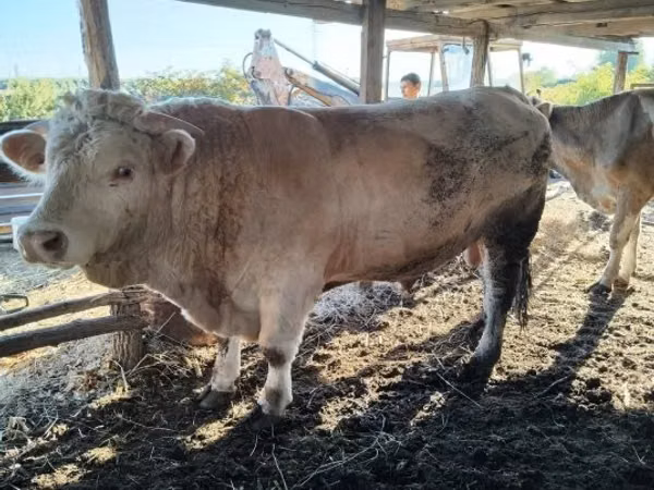 Bulle, Charolais cattle