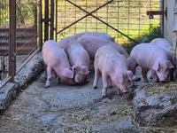 Eber, Schweine — Foto 6
