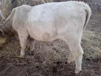 Bull, Charolais cattle — photo 3