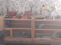 Taxta konstruksiyalı geniş quş qəfəsləri və içindəki bəzəkli — Foto 1