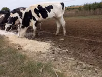 Bou, Russian Black pied cattle — foto 1
