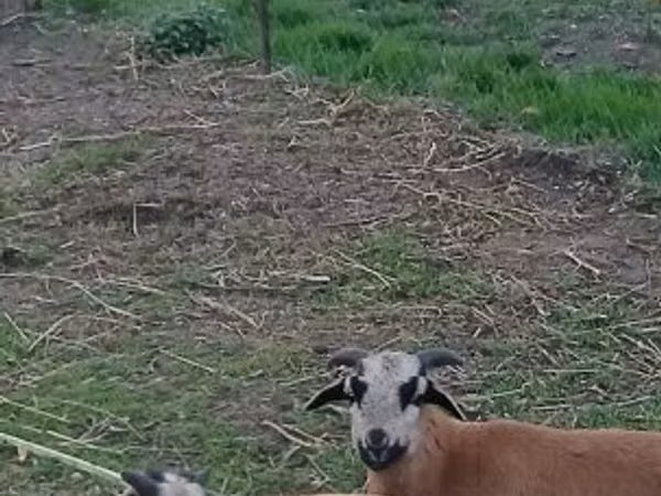 公羊, Cameroon sheep