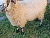 Ram, Sheep — photo 3