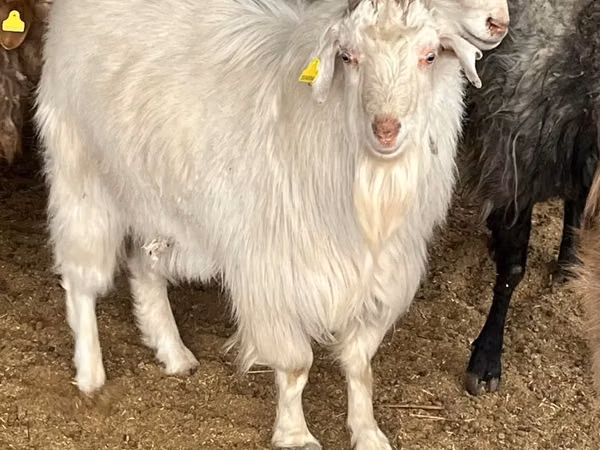 Țap, Capre