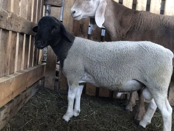 Berbec, Dorper sheep