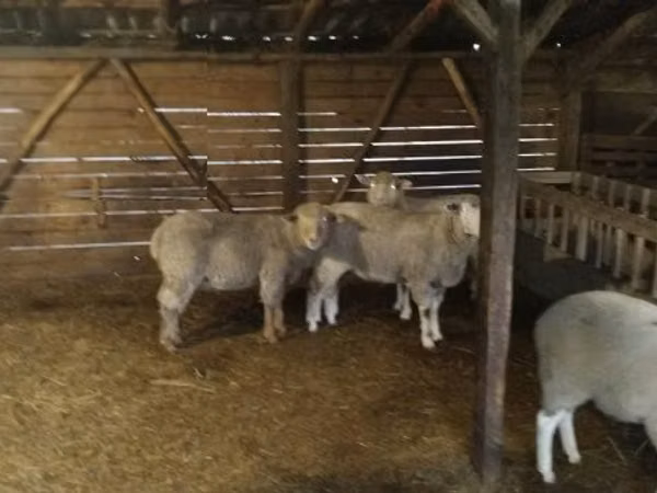 Bélier, Ile-de-France sheep