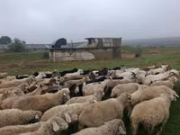 Sheep, Sheep — photo 1