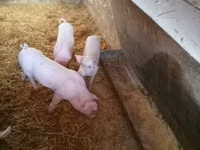 Säue, Schweine — Foto 3