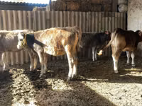 Sigir, Swiss cattle — 6-rasm