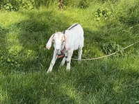 Cabra, Cabras — foto 1