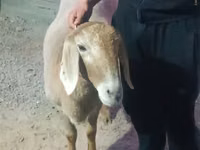 भेड़, Rhon sheep — फ़ोटो 3