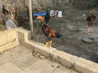 Shamo chickens — foto 4