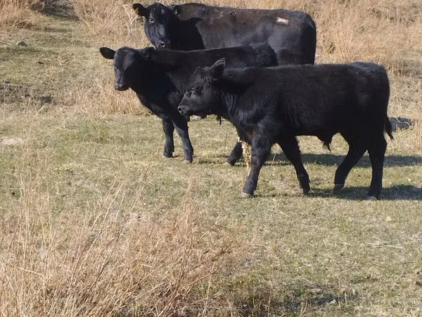 Buğa, Swiss cattle