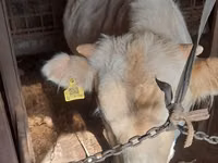 ثور, Simmental cattle — الصورة 3
