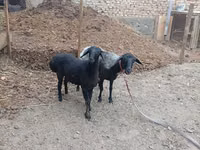 Sheep, Sheep — photo 2