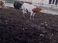 Vaca, Ganado vacuno — foto 1