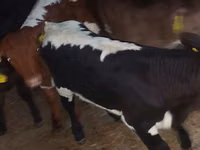 Bou, Bovine — foto 4