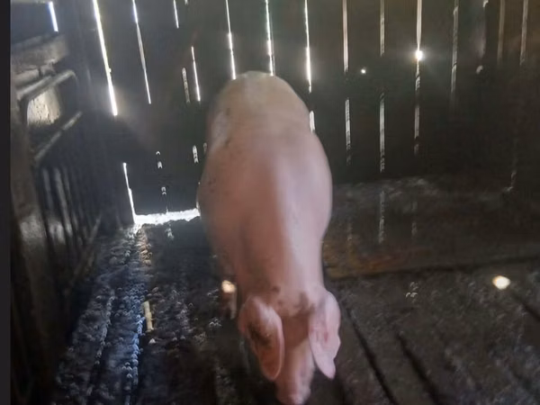 Eber, Schweine — Republik Moldau
