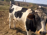 Bulle, Simmental cattle — Foto 4
