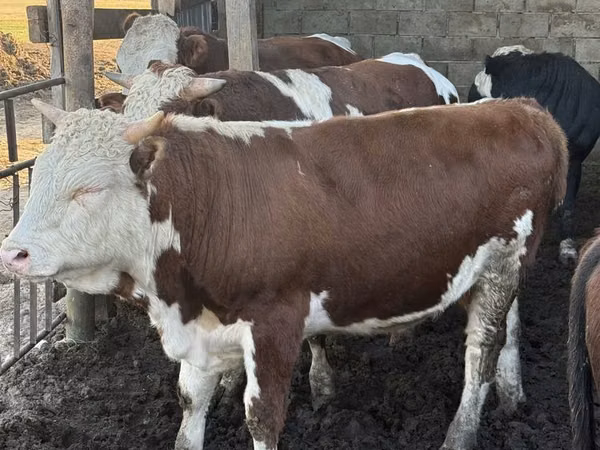 Toro, Simmental cattle