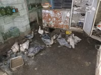 Ducks — foto 2