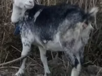 Țap, Alpine goat — foto 4