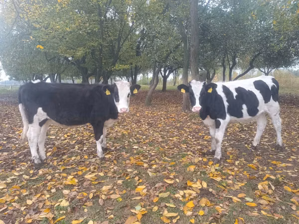Kuh, Russian Black pied cattle
