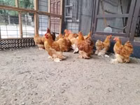 Pékin Bantam — photo 7
