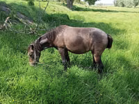 Yegua, Caballos — foto 3