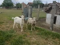 Bélier, Merino sheep — photo 1